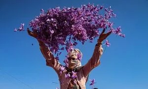 زعفران؛ از سفره ایرانی تا دفع بلا!